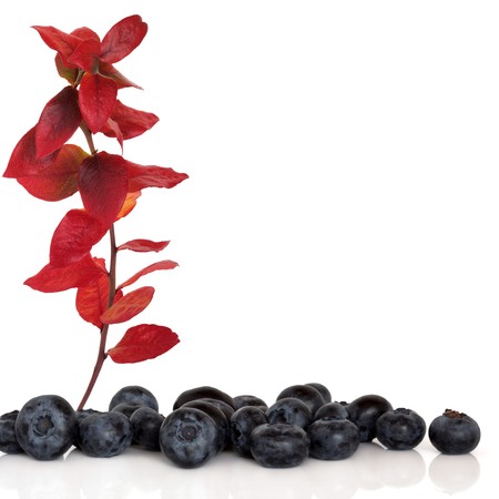 Blueberry fruit with leaf sprig in the colours of autumn, isolated over white background with copy space.の写真素材
