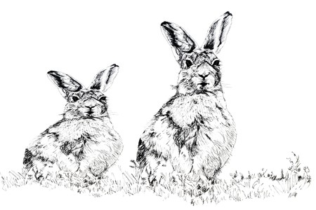 Pen and ink hand drawn illustration of a female and male hare sitting together, over white background. Drawing by photographer Marilyn Barbone.の写真素材