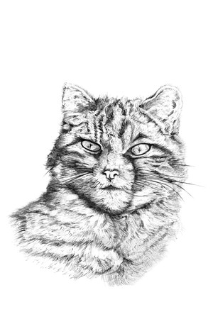 Cat portrait, in charcoal, pen and ink,  hand drawn illustration over white background, by photographer Marilyn Barbone.の写真素材