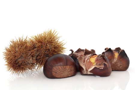 Chestnut group cracked open and roasted with complete husks, isolated over white background with reflection. Castanea.の写真素材