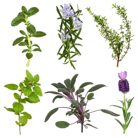 Herb leaf collection of mint, rosemary, thyme, oregano, sage, and lavender flower, isolated over white background.の写真素材