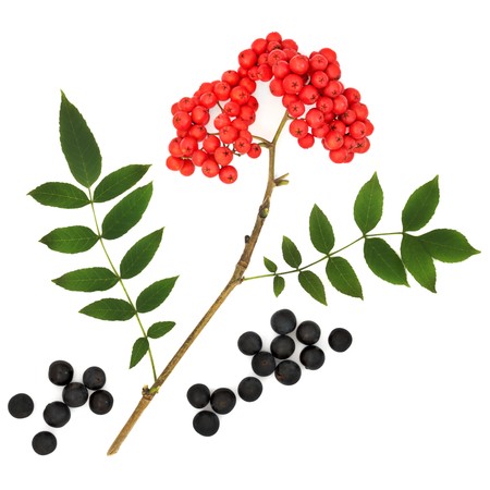 Sloe and rowan ash berry fruit with leaf sprig, isolated over white background.  の写真素材