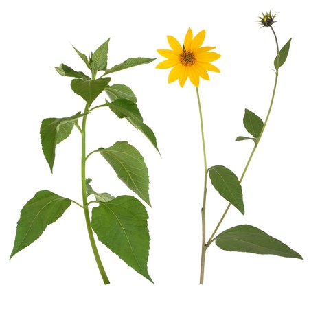 Jerusalem artichoke flower and leaf sprig, isolated over white background. Helianthus tuberosus.の写真素材