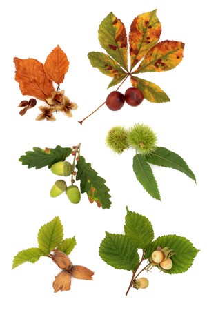 Acorn, hazelnut, beech, chestnut and conker nuts, with leaf sprigs, isolated over white background.の写真素材