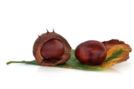Conkers whole with one in a husk  with leaf, isolated over white background with reflection. Castanea.の写真素材