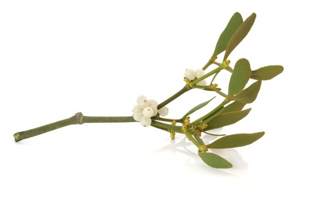 Mistletoe leaf and berry sprig isolated over white background.の写真素材