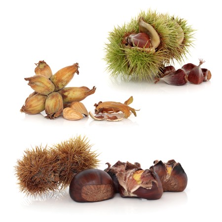 Wild nuts of hazelnut, chestnut and beech with husks, isolated over white background.の写真素材