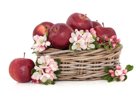 Red apples in a rustic wicker basket and loose with sprig flower blossom, isolated over white background.の写真素材