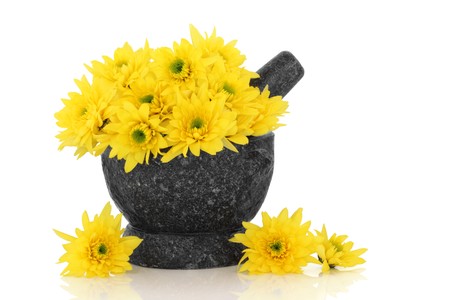 Chrysanthemum flowers used in traditional chinese herbal medicine in a granite mortar with pestle,  isolated over white background with reflection. の写真素材