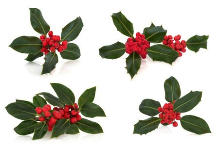 Holly leaf sprig collection with red berries, isolated over white background with reflectionの写真素材