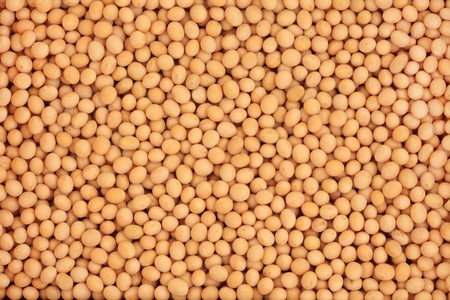 Soya bean pulses forming a textured background.の写真素材