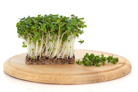Mustard and cress in a block and scattered loose on a wooden bread board isolated over white background.の写真素材