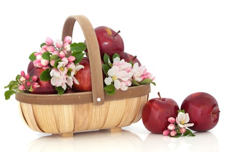 Red apples in a rustic wooden basket with spring flower blossom leaf sprigs isolated over white background. Empire variety.の写真素材