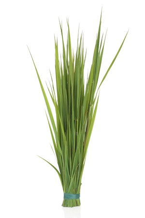 Rye grass tied in a bunch, isolated over white background.の写真素材