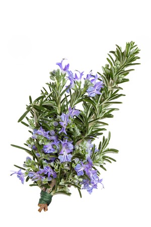 Rosemary herb leaf sprig in flower isolated over white background. Rosmarinus.の写真素材