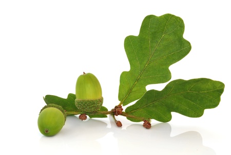 Oak leaf sprig with acorns isolated over white background.の写真素材