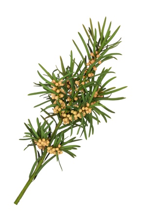 Yew leaf sprig with seeds, isolated over white background. Used for garden topiary, medicinal purposes in pharmacy but is also highly poisonous. Taxus baccata.の写真素材