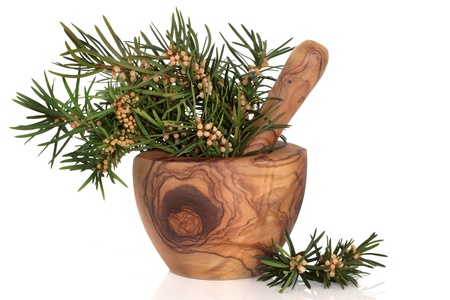 Yew herb leaf sprigs in an olive wood rustic mortar with pestle. Used in alternative medicine, isolated over white background.の写真素材