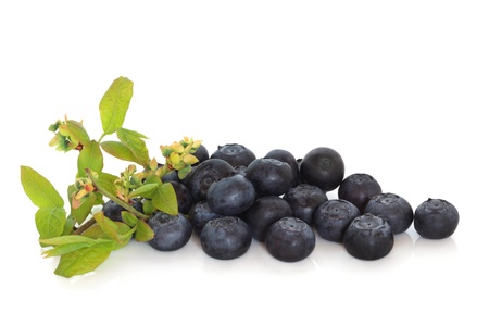 Blueberries with blueberry flower and leaf sprig isolated over white background.の写真素材