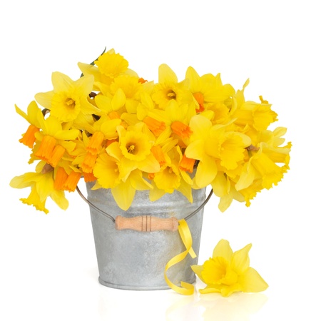  Narcissus and daffodil spring flower arrangement in a distressed aluminum bucket with a yellow ribbon and one loose daffodil, over white background.の写真素材