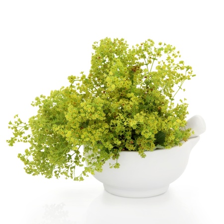 Ladys mantle herb in a porcelain mortar with pestle, over white background. Alchemillaの写真素材
