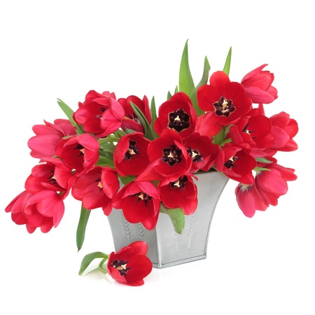  Red tulip flower arrangement in a  pewter vase, isolated over white background.の写真素材