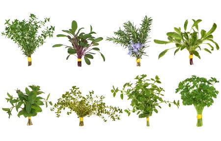 Herb leaf posy selection of oregano, rosemary, lemon balm, parsley and sage and thyme varieties isolated over white background.の写真素材