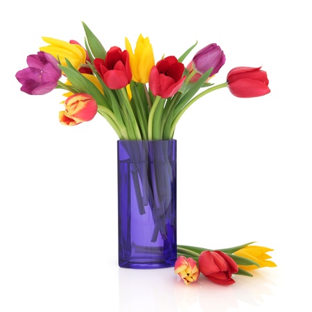 Tulip flowers in rainbow colours in a blue glass vase and loose isolated over white background.の写真素材