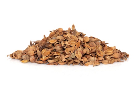 Forsythia fruit herb used in traditional chinese herbal medicine isolated over white background....