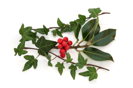 Ivy leaf and holly leaf sprigs with red berries, isolated over white background.の写真素材