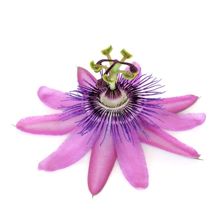 Purple passion flower isolated over white background. Passifloraの写真素材