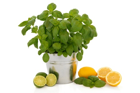 Basil herb plant growing in an aluminum pot with leaf sprig and lemon and lime fruit isolated over white background. の写真素材