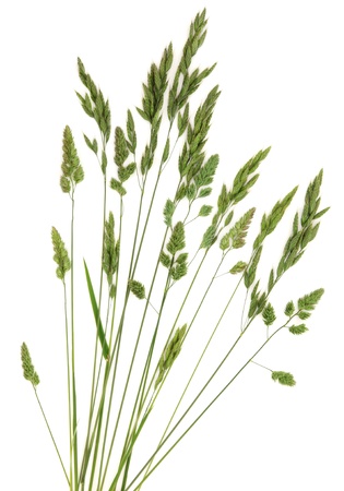 Rye meadow grass in abstract design over white background の写真素材