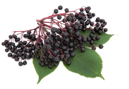 Elderberry fruit with leaf sprigs over white background の写真素材