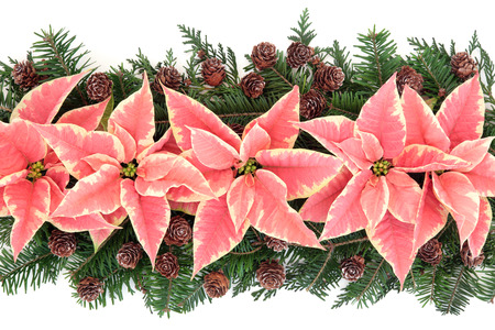 Thanksgiving poinsettia flower decoration with pine cones and fir over white background の写真素材