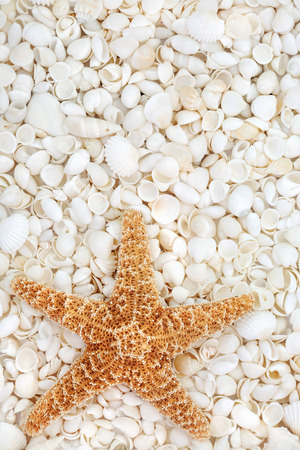 Starfish and seashell background with a variety of white shells forming a background.の写真素材