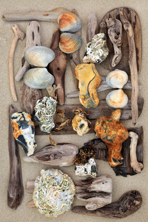 Driftwood, seashells and rocks abstract design on sand forming a background.の写真素材