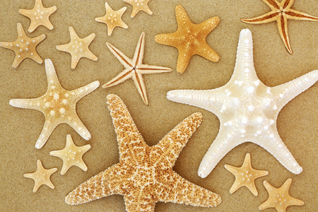 Starfish seashell selection on beach sand background.の写真素材