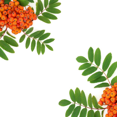 Rowan ash berry background border on white background also known as Mountain ash. Sorbus.の写真素材