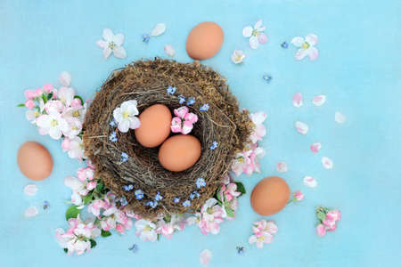 Spring a time for rebirth & renewal concept with fresh brown eggs in a birds nest with apple blossom & forget me not flowers & loose on mottled blue background.の写真素材
