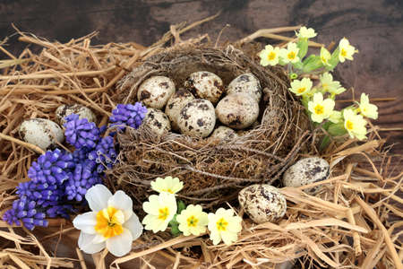Spring quail eggs in a birds nest & loose with primrose, narcissus & grape hyacinth flowers.の写真素材
