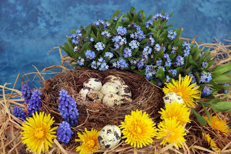 Fresh healthy quail eggs for breakfast with natural nest, dandelion, forget me not & grape hyacinth flowers. On mottled blue background. Healthy food concept.の写真素材
