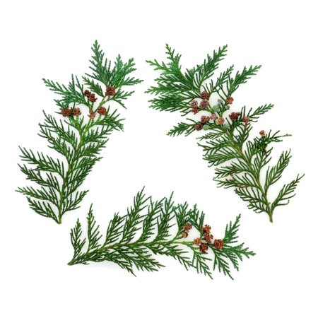 Cedar cypress fir leaves eco symbol triangle isolated on white background. Environmentally friendly concept. Flat lay top view, copy space.の写真素材