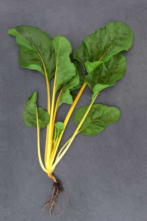 Yellow swiss chard organic health food vegetable freshly picked with root ball. High in vitamin A, C...