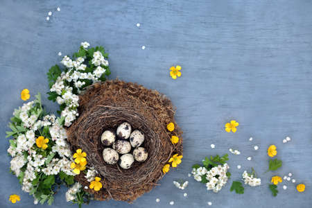 Quail eggs in a natural birds nest with buttercups and spring hawthorn blossom. Healthy organic...