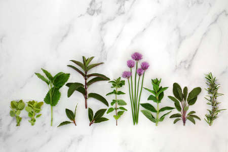 Fresh kitchen garden cooking herbs in a line for food seasoning on marble background. Healthy cooking concept. Flat lay, top view, copy space.の写真素材
