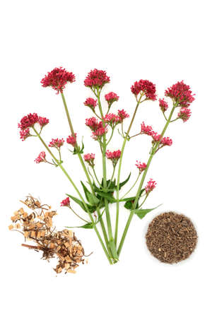 Red valerian herb with dried root samples used in herbal plant medicine to treat insomnia, anxiety, headaches, digestive and menopause problems. On white. Valeriana officinalis.の写真素材