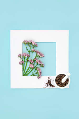 Pink valerian adaptogen herb plant with dried root used in herbal medicine to treat insomnia, anxiety, headaches, digestive, menopause problems. On blue. Valeriana officinalis.の写真素材