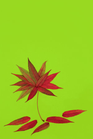 Staghorn leaf abstract tree shape Autumn design concept with vivid russet Fall colours on green background. Minimal surreal nature leaves composition. Rhus typhina.の写真素材