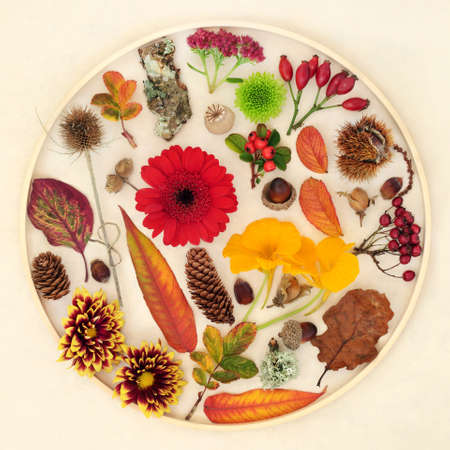 Autumn nature leaves, flowers, fruit and natural objects design composition. Collection for the Fall Thanksgiving season in a circular wooden frame. Flat lay, top view on hemp paper background.の写真素材